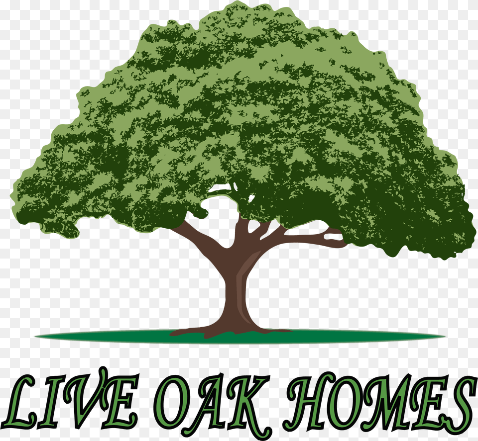Live Oak Tree Clip Art, Plant, Sycamore, Vegetation, Grass Png