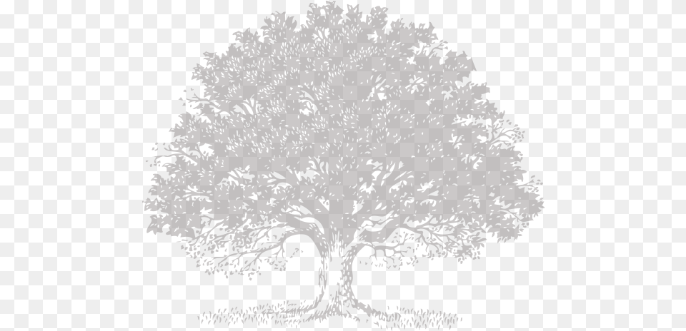 Live Oak Tree Svg Royalty Stock Svg Image Oak Tree, Plant, Nature, Weather, Art Free Png