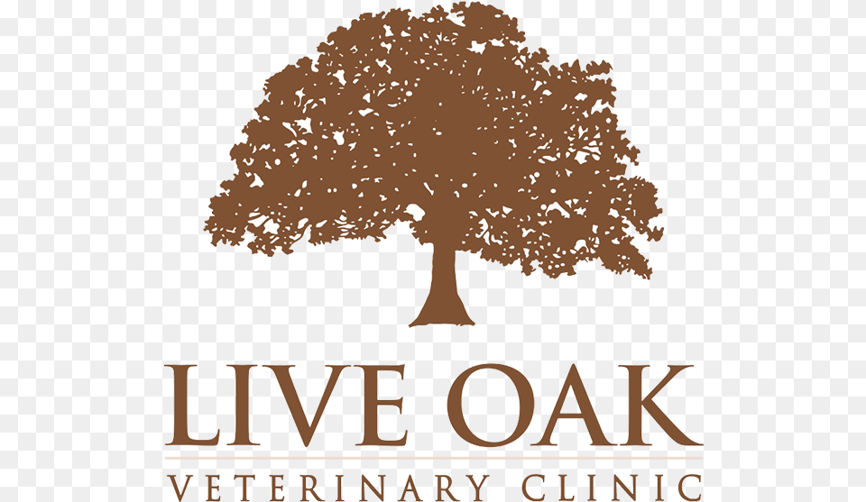 Live Oak Veterinary Clinic Summer Music, Plant, Sycamore, Tree, Vegetation Free Png