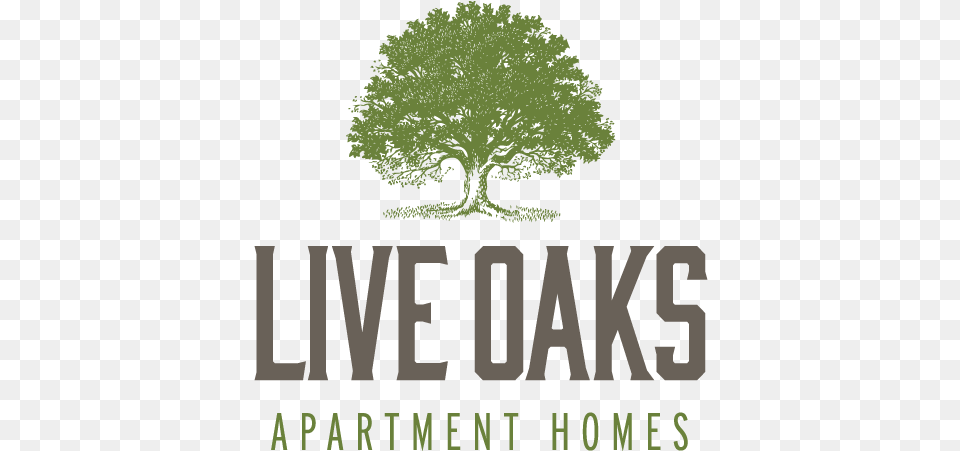 Live Oaks Logo Oak, Woodland, Vegetation, Tree, Sycamore Free Transparent Png