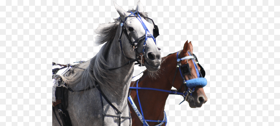 Live Racing Rideau Carleton Raceway, Animal, Horse, Mammal, Andalusian Horse Free Transparent Png