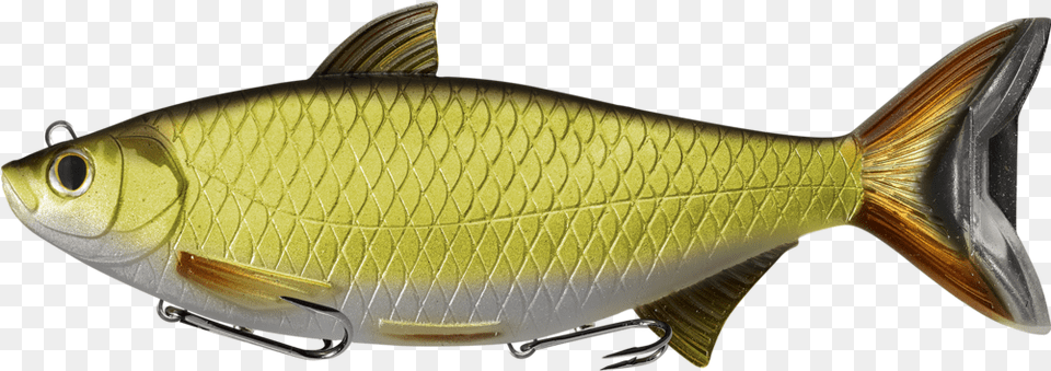 Live Target Golden Shiner Swimbait 8quot Livetarget Golden Shiner Swimbait, Animal, Fish, Sea Life Free Png