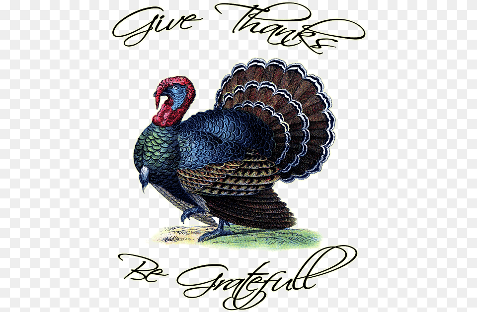 Live Turkey, Animal, Bird, Beak, Fowl Png Image