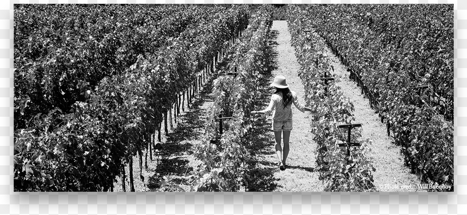 Live Vineyard, Adult, Rural, Person, Outdoors Free Png Download