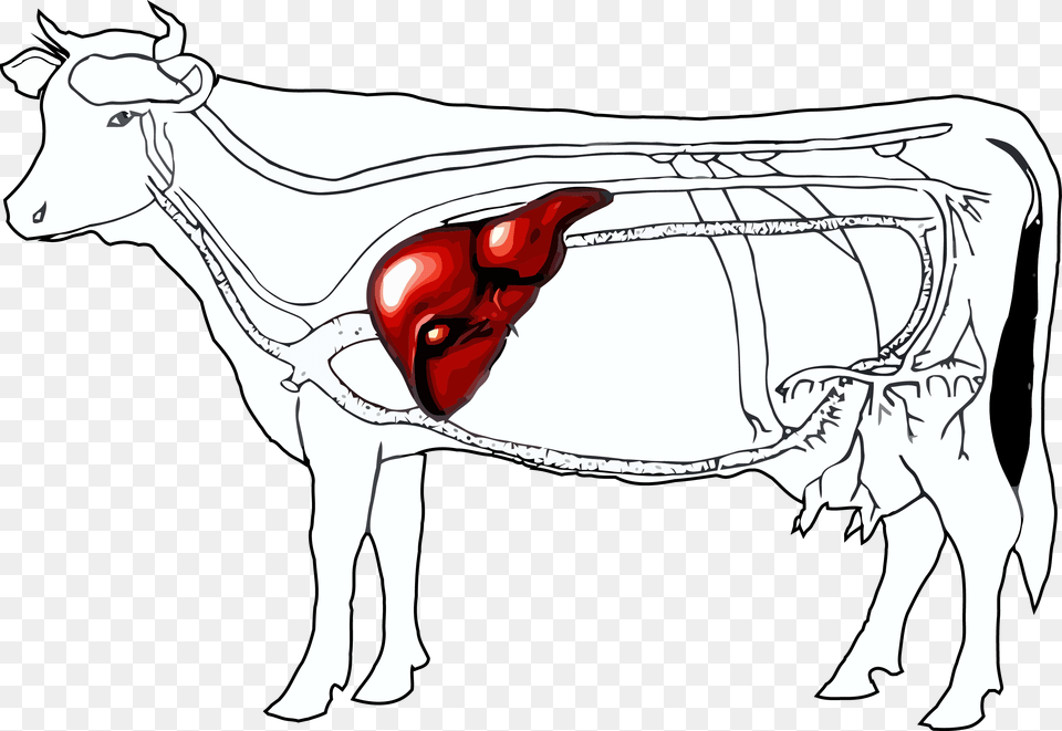 Liver Clipart Beef Liver Location Of Liver In Cattle, Animal, Livestock, Mammal, Horse Free Transparent Png