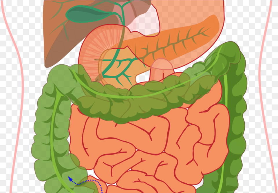 Liver Clipart Digestive System Not Labelled, Baby, Person Free Png Download