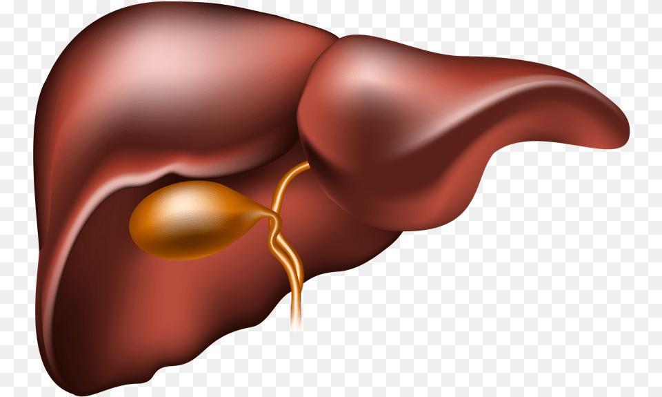 Liver Clipart Liver Disease Do We Need Liver Protection, Smoke Pipe Png Image
