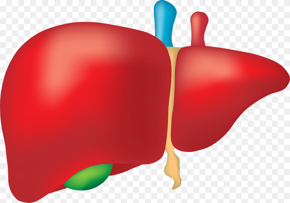 Liver Clipart Liver Organ, Apple, Food, Fruit, Plant Free Png