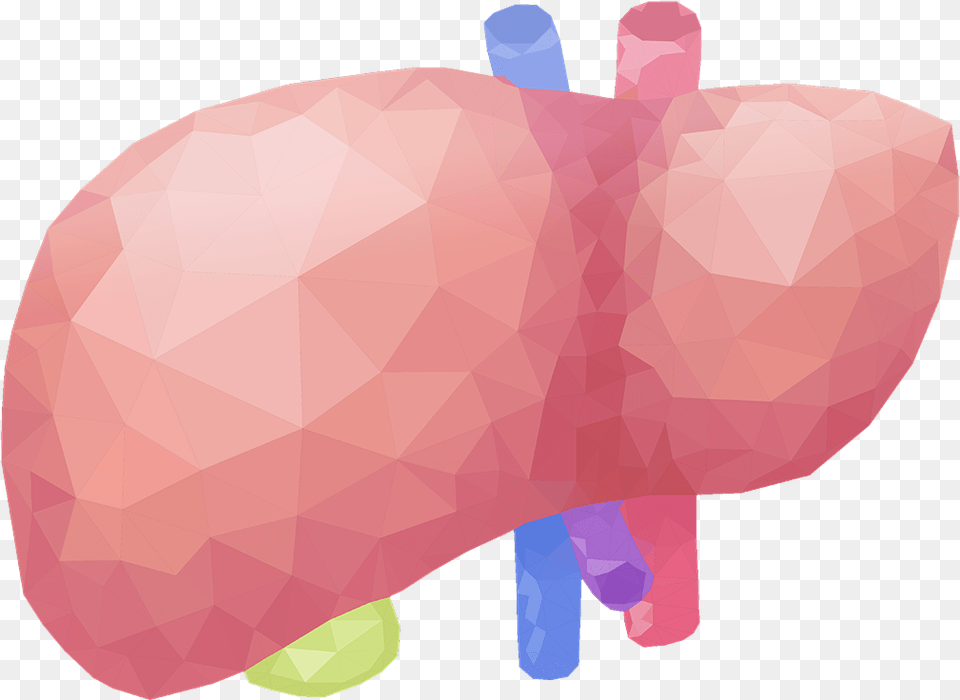 Liver Illustration Free Png Download