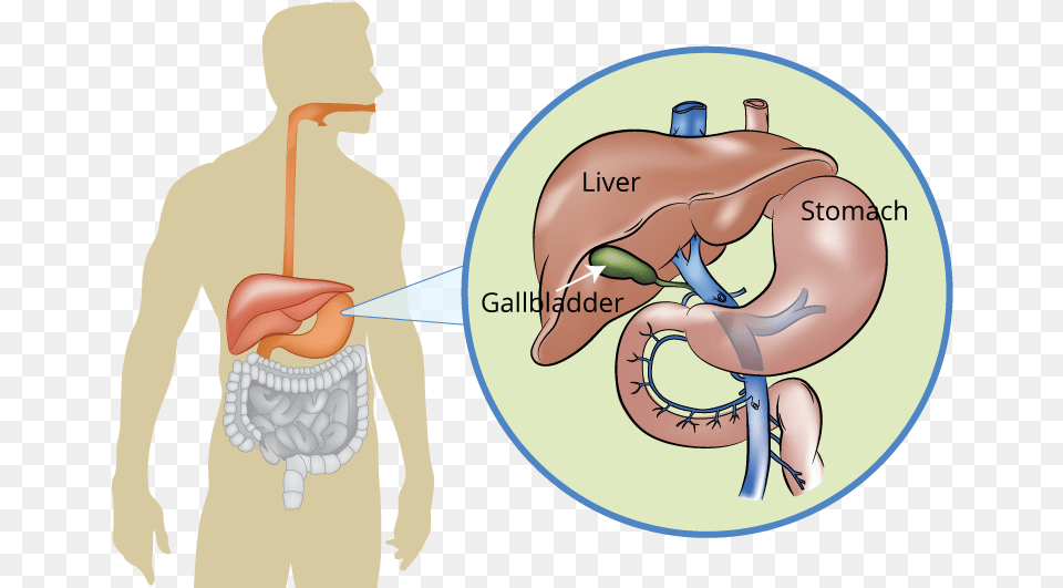 Liver Pancreas And Gallbladder, Adult, Body Part, Male, Man Png Image