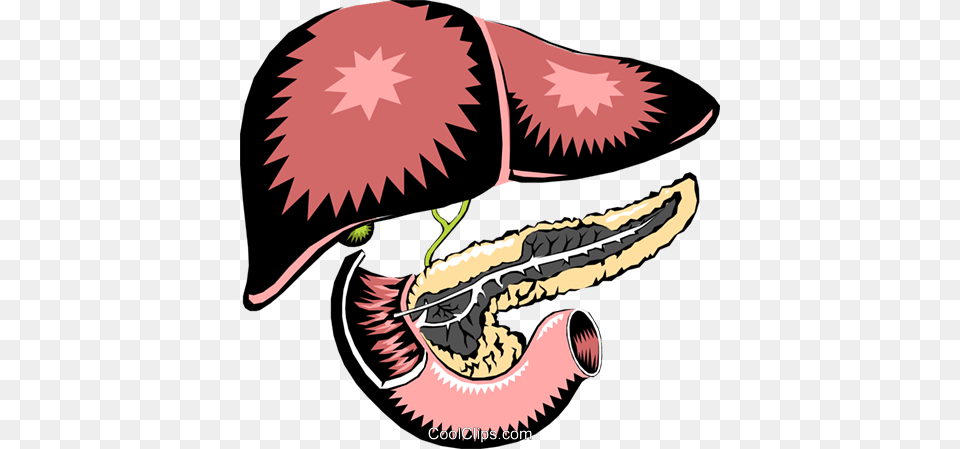 Liver Pancreas Royalty Vector Clip Art Illustration, Animal, Fish, Sea Life, Shark Free Png