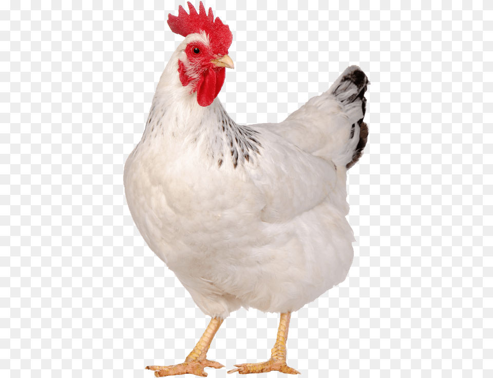 Liver Tonic In Poultry Chicken White, Animal, Bird, Fowl, Hen Png