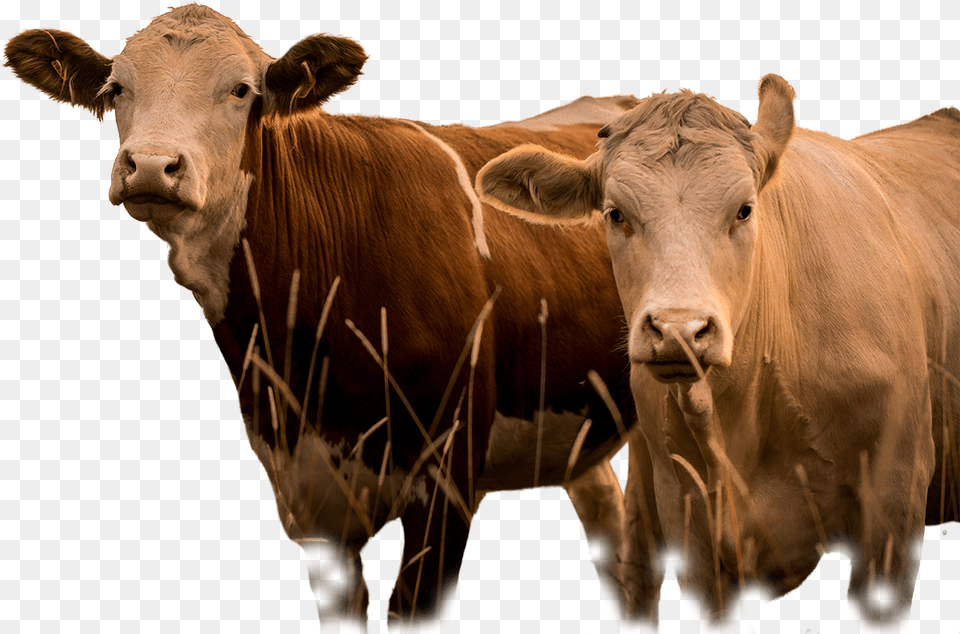 Livestock, Animal, Cattle, Cow, Mammal Free Transparent Png