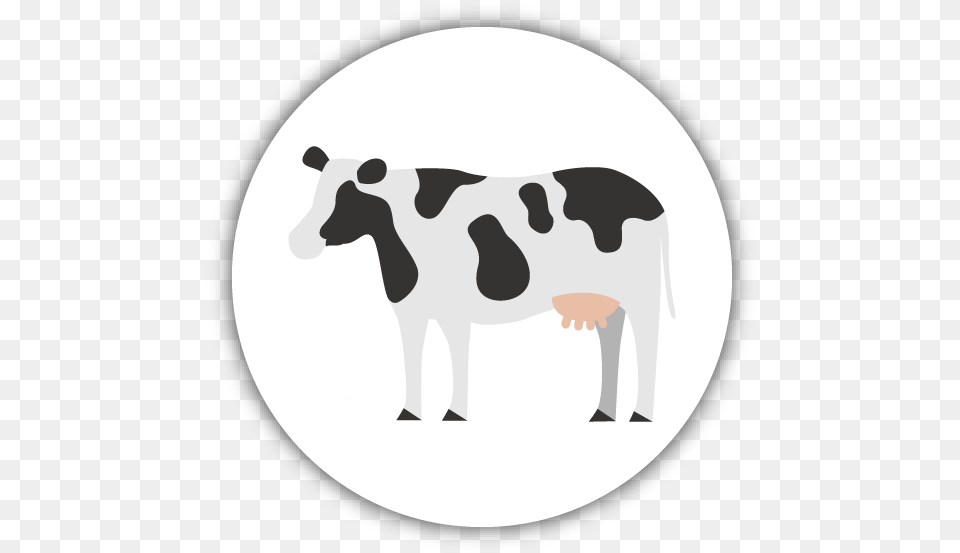 Livestock, Animal, Cattle, Cow, Dairy Cow Free Png Download