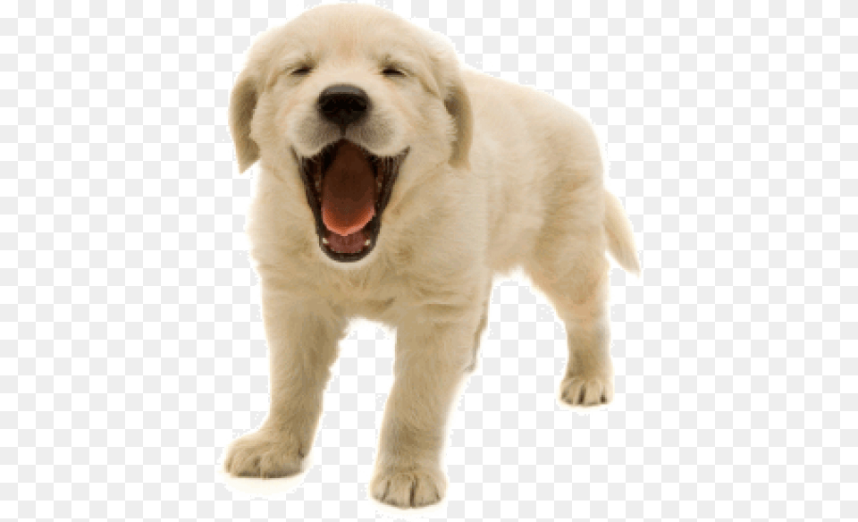 Livestock Guardian Dog Happy Dogs, Animal, Canine, Mammal, Pet Png