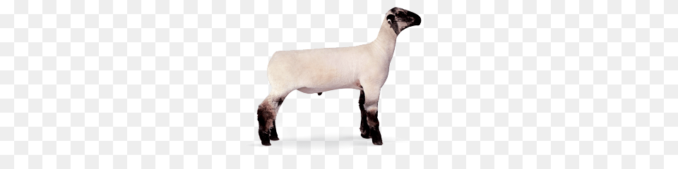 Livestock Show Animal Livestock Show Animal, Mammal, Sheep, Kangaroo Free Png