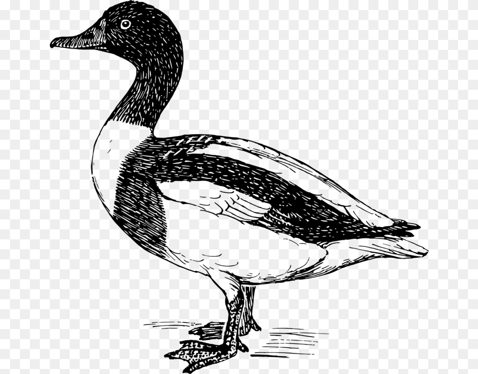 Livestockfowlgoose Duck, Gray Png
