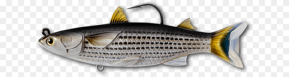 Livetarget Mullet Swimbait Fishing Lure, Animal, Fish, Food, Mullet Fish Free Png Download