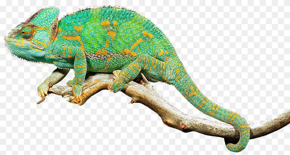 Living Museum Exclusively Featuring Chameleon, Animal, Lizard, Reptile, Iguana Png