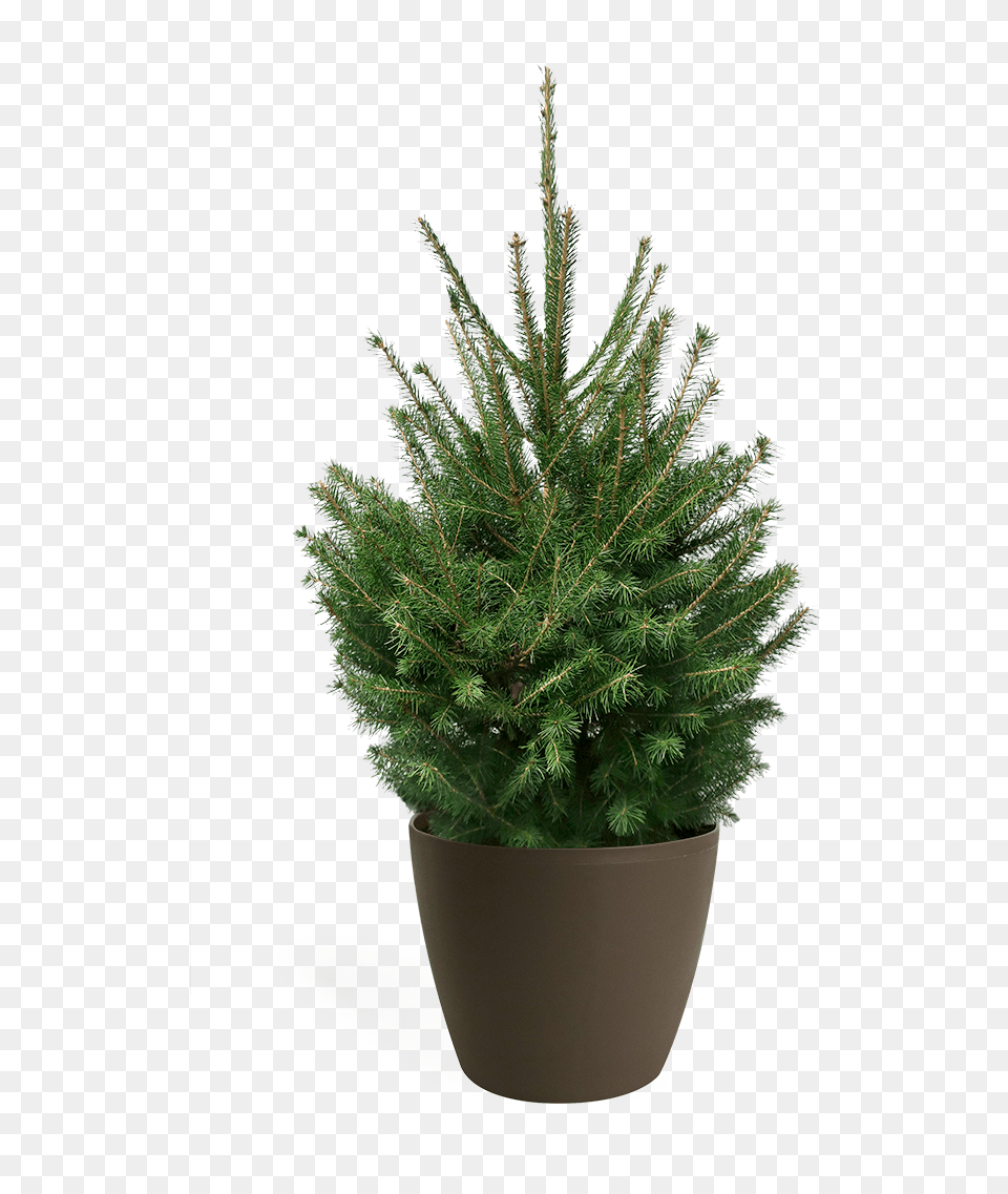 Living Norway Spruce Christmas Tree Tesco Real Christmas Trees, Fir, Plant, Conifer, Pine Png