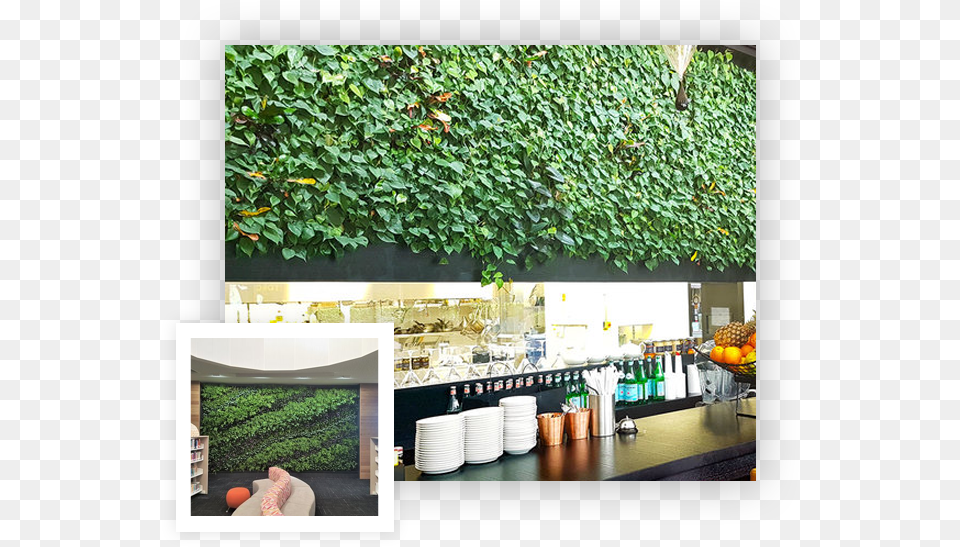Living Walls Moss Art Artificial Backyard, Indoors, Restaurant, Plant, Potted Plant Png Image