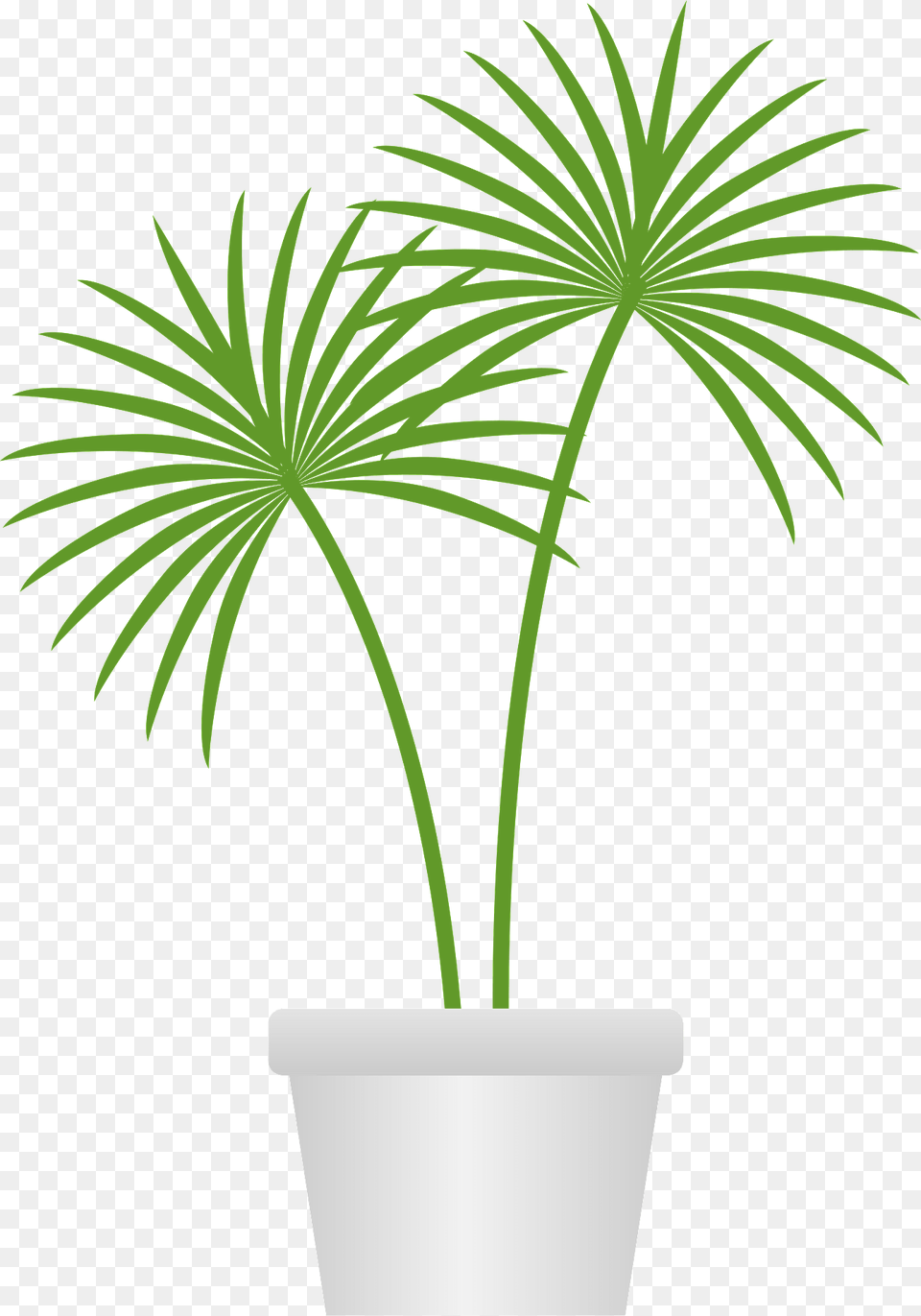 Livistona Palm Trees In A Pot Clipart, Leaf, Palm Tree, Plant, Potted Plant Png Image