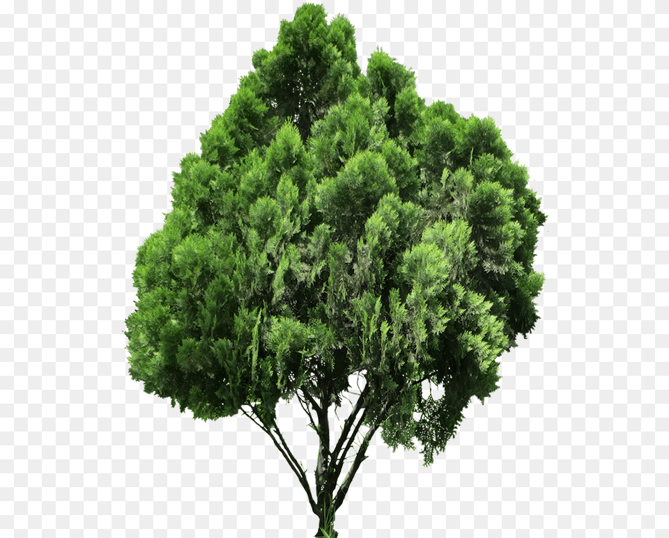 Livre Rvore Imagens Oriental Arbor Vitae, Conifer, Plant, Tree, Green Png Image