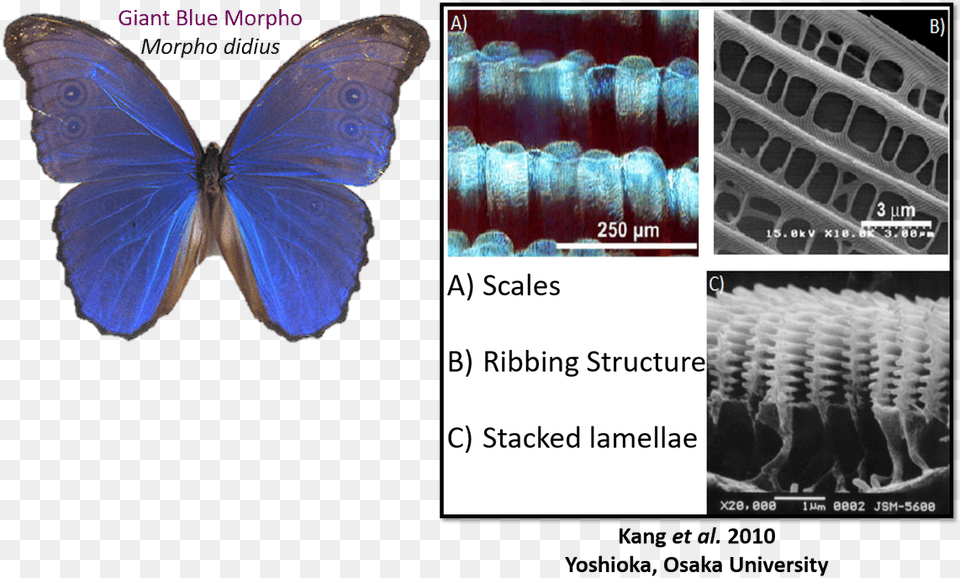 Liz Realscientists On Twitter Pterin Pigment Of Butterfly, Animal, Insect, Invertebrate Free Transparent Png