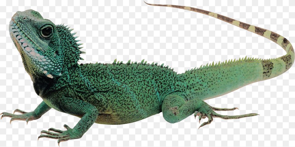 Lizard, Animal, Iguana, Reptile, Green Lizard Png