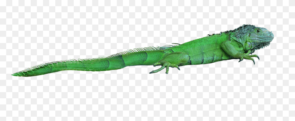 Lizard, Animal, Iguana, Reptile Png