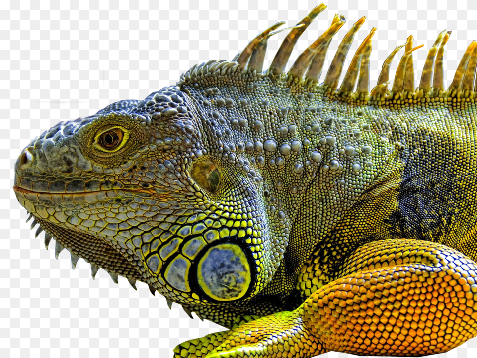 Lizard, Animal, Iguana, Reptile Free Png Download
