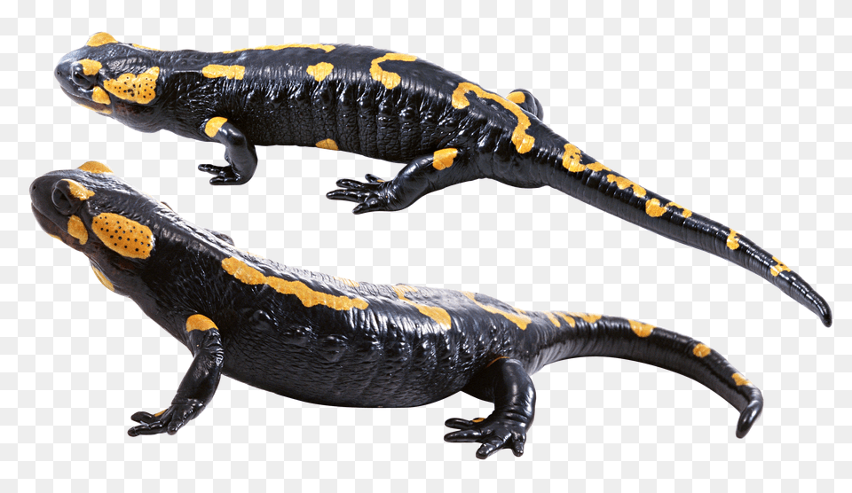 Lizard, Amphibian, Animal, Salamander, Wildlife Png Image