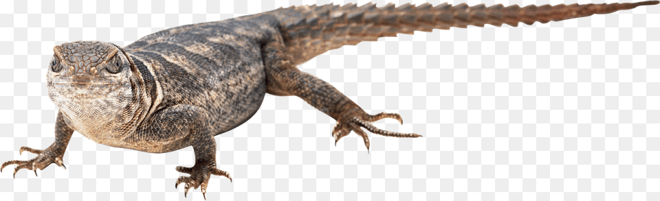 Lizard, Animal, Electronics, Hardware, Reptile Png Image