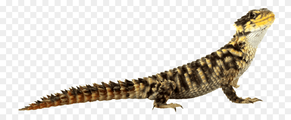 Lizard, Animal, Reptile, Gecko Free Transparent Png