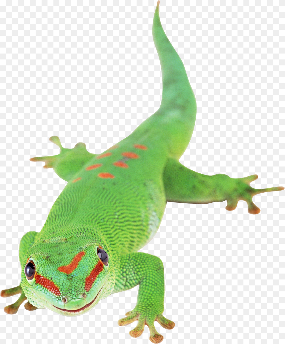 Lizard, Animal, Gecko, Reptile, Green Lizard Free Png Download