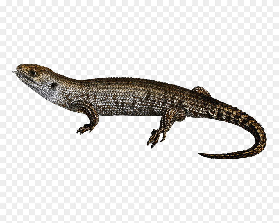 Lizard, Animal, Reptile Png Image