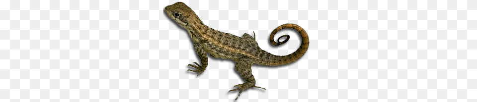 Lizard, Animal, Gecko, Reptile, Snake Free Png