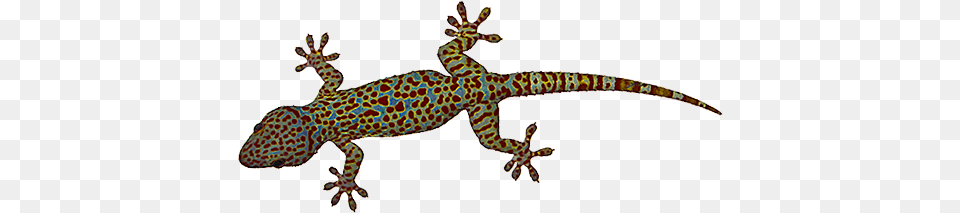 Lizard, Animal, Gecko, Reptile, Fish Free Transparent Png