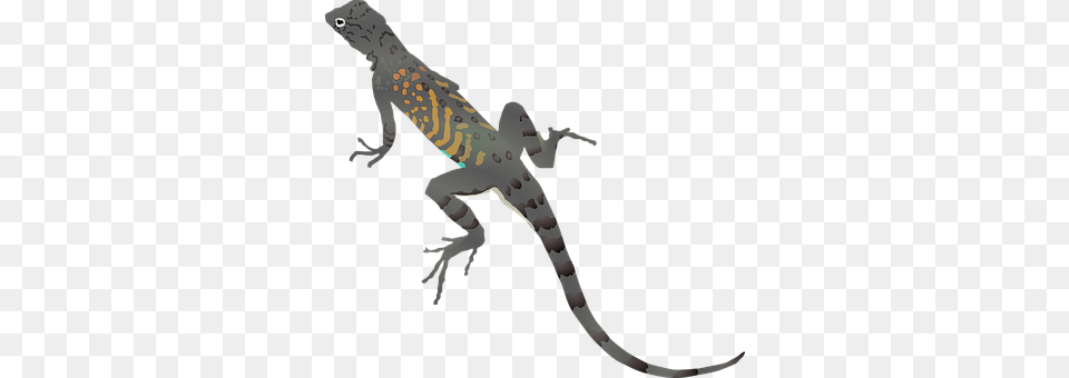Lizard Animal, Gecko, Reptile, Anole Free Png