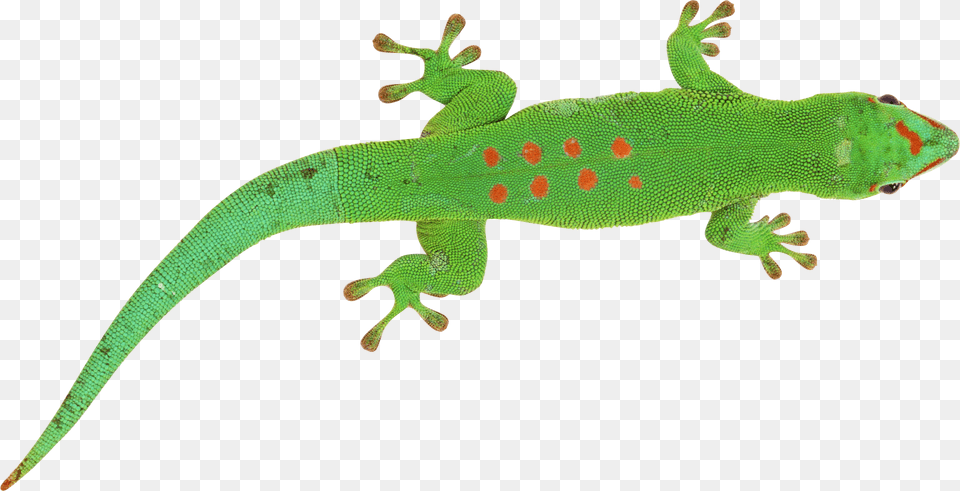 Lizard, Animal, Gecko, Reptile, Green Lizard Free Transparent Png