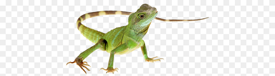 Lizard, Animal, Reptile, Green Lizard, Iguana Free Png Download
