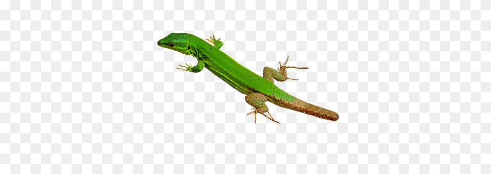 Lizard Animal, Gecko, Reptile, Green Lizard Free Png