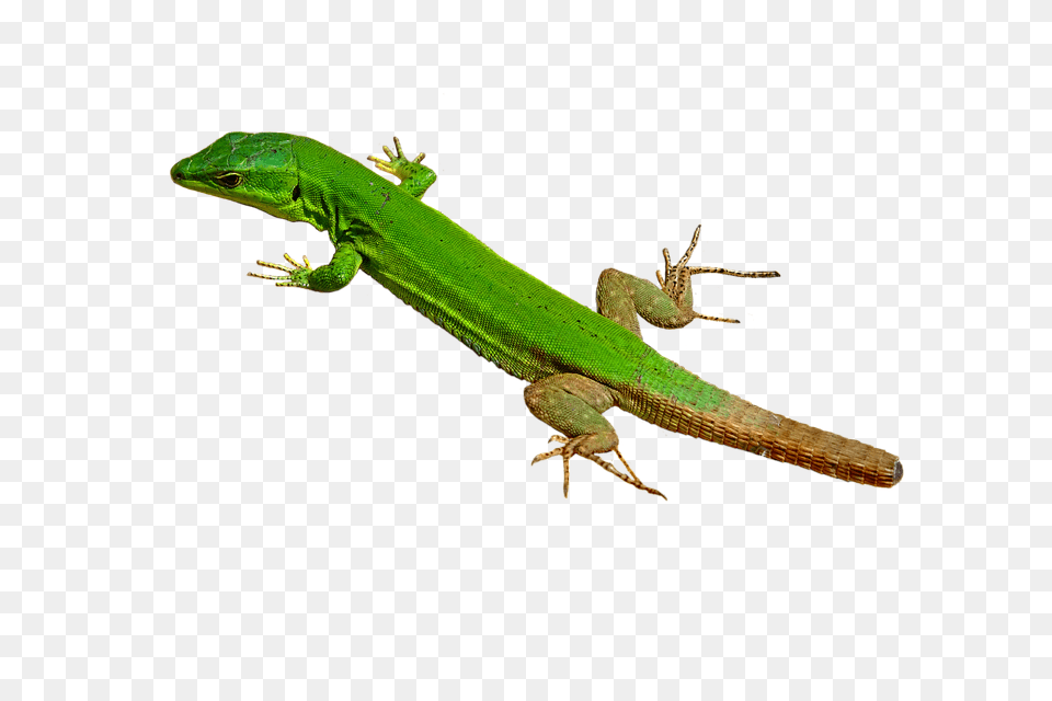 Lizard Animal, Gecko, Reptile, Green Lizard Free Transparent Png