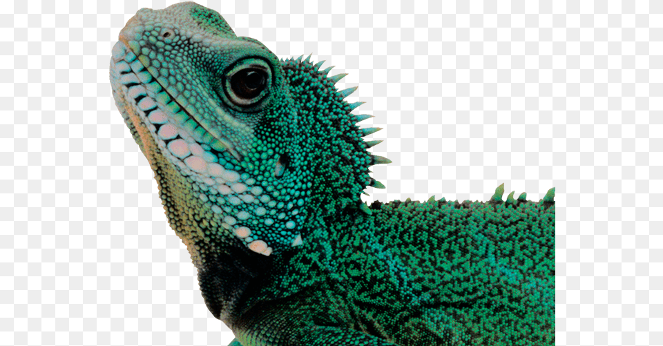 Lizard, Animal, Iguana, Reptile Free Png