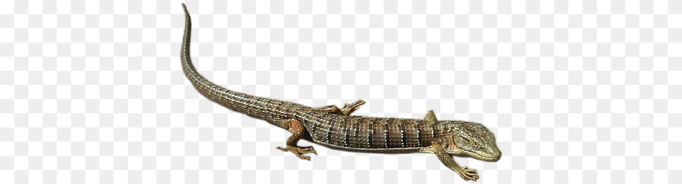 Lizard, Animal, Reptile, Gecko Free Png