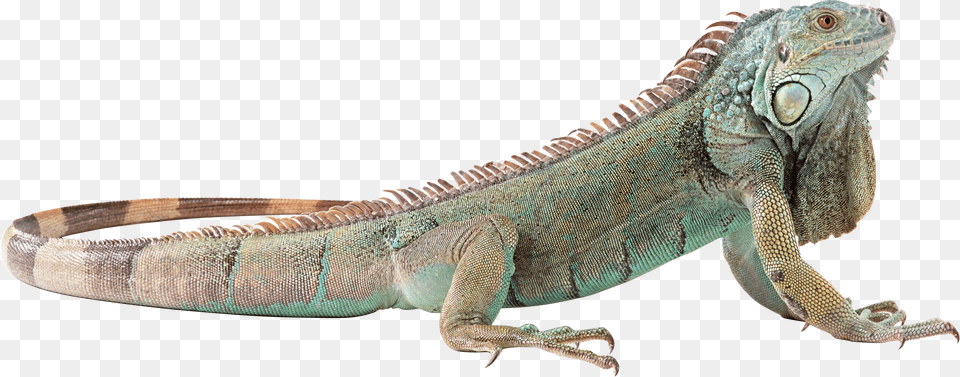 Lizard, Animal, Iguana, Reptile Free Transparent Png
