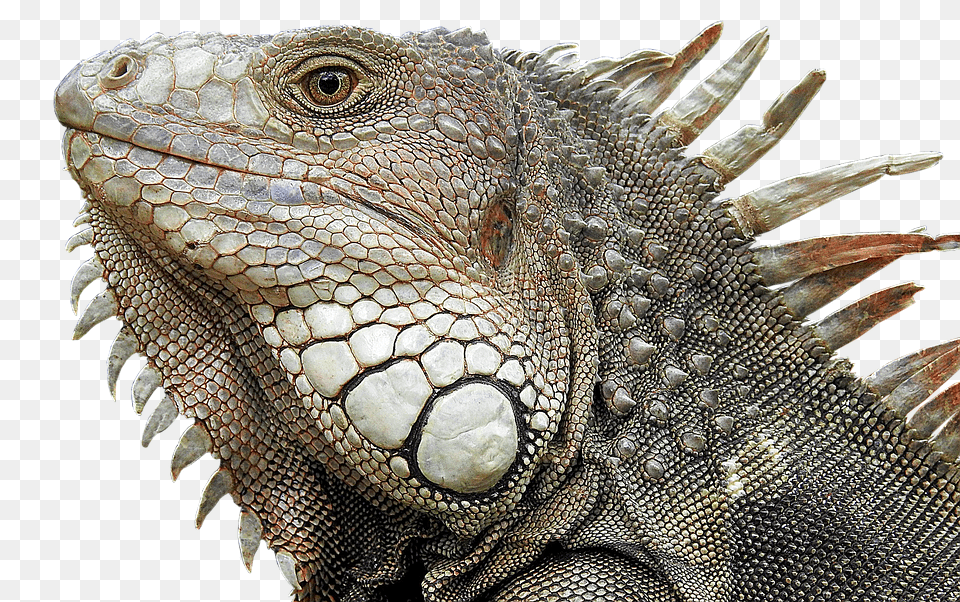 Lizard Animal, Iguana, Reptile Png Image