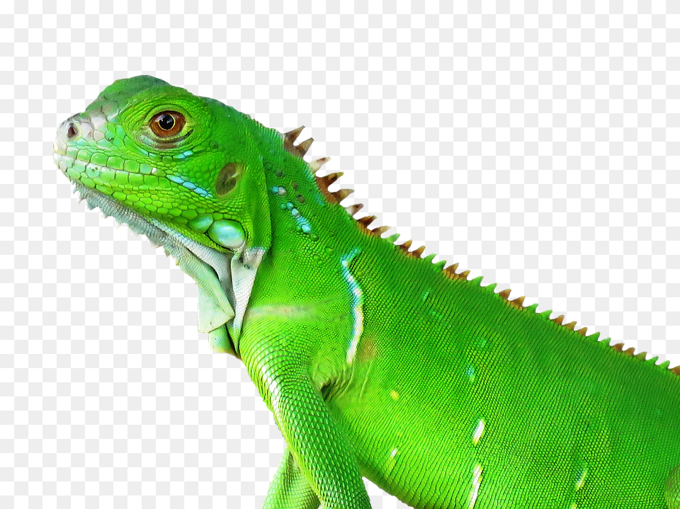 Lizard Animal, Iguana, Reptile Png