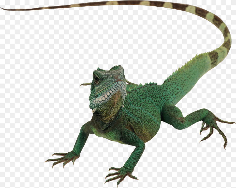 Lizard, Animal, Iguana, Reptile, Green Lizard Free Png