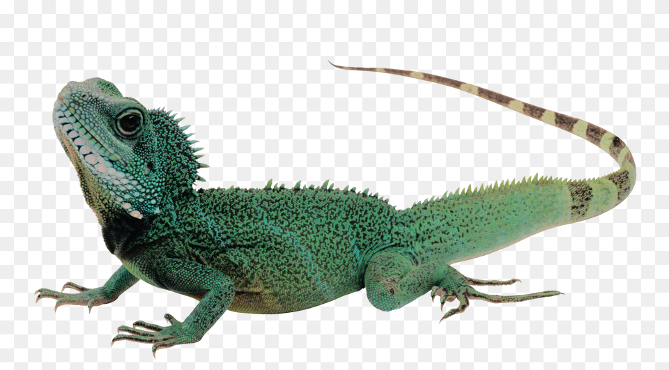 Lizard, Animal, Iguana, Reptile, Green Lizard Png Image